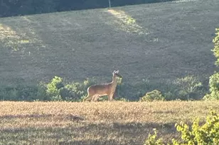 408 New Hope Rd, Foster, KY 41043 - Photo 37