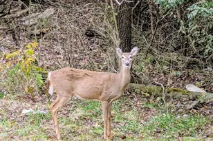 3255 Humes Ridge Rd, Williamstown, KY 41097 - Photo 39