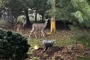 10653 Chenery Cove, Union, KY 41091 - Photo 7