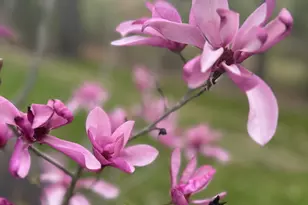 851 Birch Crk Dr, Alexandria, KY 41001 - Photo 9