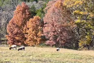 755 Reed Kinman Rd, Williamstown, KY 41097 - Photo 47