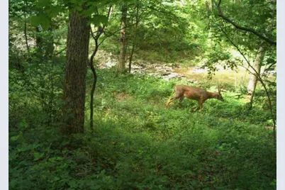 218 Acres Wilson Lane, Glencoe, KY 41046 - Photo 11