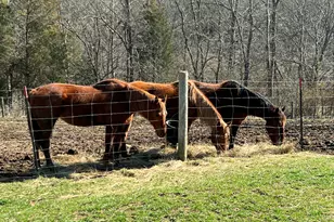 3140 Crooked Creek Rd, Berry, KY 41003 - Photo 35