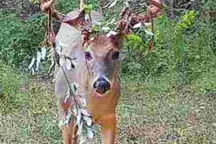 489 Kelly Rd, Demossville, KY 41033 - Photo 1