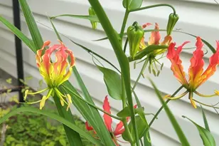 1017 Aderley Oak Dr, Irmo, SC 29063 - Photo 47