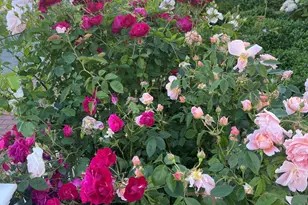 54 Commercial St, Provincetown, MA 02657 - Photo 3