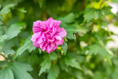 30 W Woods Circle, Yarmouth, MA 02675 - Photo 13