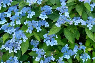 337 Jonathans Way, Brewster, MA 02631 - Photo 7