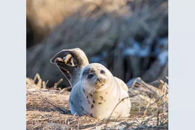 43 Old Duck Hole Road, Orleans, MA 02653 - Photo 27