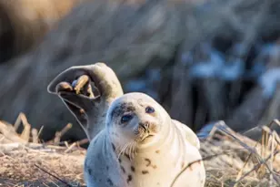 43 Old Duck Hole Rd, Orleans, MA 02653 - Photo 27