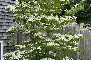 13 Allen St, Harwich, MA 02645 - Photo 21