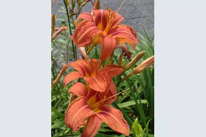 11 Webquish Lane, Mashpee, MA 02649 - Photo 31