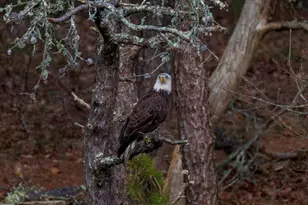 15 Riverview Ave, Mashpee, MA 02649 - Photo 31