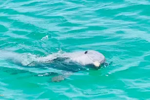 134-B Damon Circle, Panama City Beach, FL 32407 - Photo 63