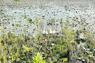 2666 Indian Springs Rd, Marianna, FL 32446 - Photo 43