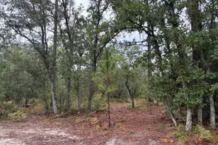 4539 NW Miller/White Ln Rd, Altha, FL 32421 - Photo 19