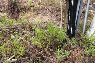 4539 NW Miller/White Ln Rd, Altha, FL 32421 - Photo 55