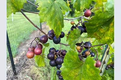 3754 Annie Road, Marianna, FL 32446 - Photo 37