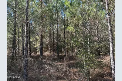 Tract#6317 Harris Stevenson Road, Bonifay, FL 32425 - Photo 17