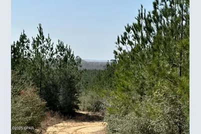 Tract#6416 S Douglas Ferry Road, Caryville, FL 32427 - Photo 5