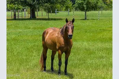 13935 Blue Springs Road, Youngstown, FL 32466 - Photo 117