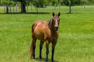 13935 Blue Springs Rd, Youngstown, FL 32466 - Photo 117