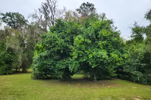 13352 NW County Road 12, Bristol, FL 32321 - Photo 19