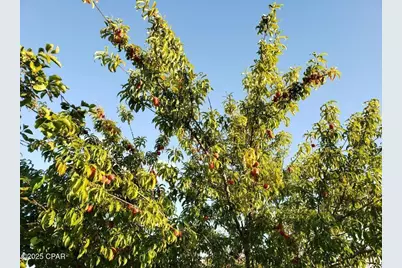 6940 Yellow Bluff Road, Callaway, FL 32404 - Photo 61