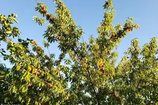 6940 Yellow Bluff Rd, Callaway, FL 32404 - Photo 61