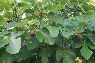 6940 Yellow Bluff Rd, Callaway, FL 32404 - Photo 55