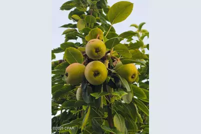 6940 Yellow Bluff Road, Callaway, FL 32404 - Photo 53