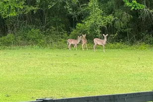 1955 N Hwy 181, Westville, FL 32464 - Photo 61