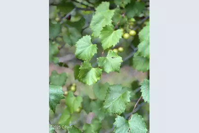 4667 Fox Trace, Marianna, FL 32446 - Photo 79