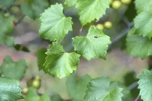 4667 Fox Trce, Marianna, FL 32446 - Photo 79