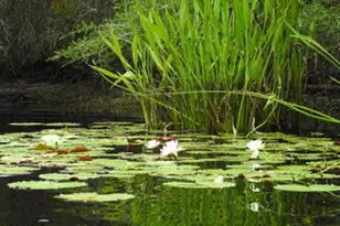 22942 Ann Miller Rd, Panama City Beach, FL 32413 - Photo 19