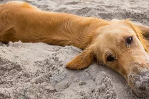 295 Watermark Wy, Port Saint Joe, FL 32456 - Photo 41