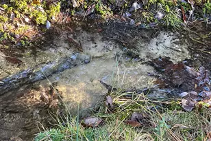 2355 Momence Ct, Alford, FL 32420 - Photo 39