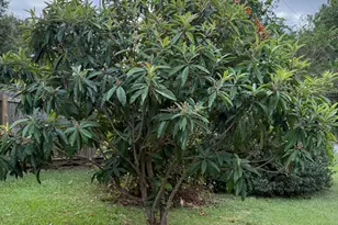 4291 6th Ave, Marianna, FL 32446 - Photo 45