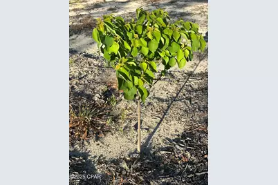 Tbd Empire Avenue, Alford, FL 32420 - Photo 13