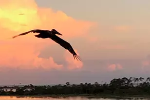 4600 Kingfish Ln, Panama City, FL 32408 - Photo 11