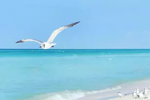 520 Richard Jackson Blvd, Panama City Beach, FL 32407 - Photo 43