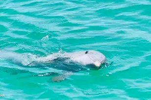 8390 Jollymon Wy, Panama City Beach, FL 32413 - Photo 69