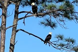 436 Windmark Way, Port Saint Joe, FL 32456 - Photo 41