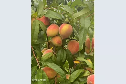 140 Elm Way, Panama City, FL 32404 - Photo 45