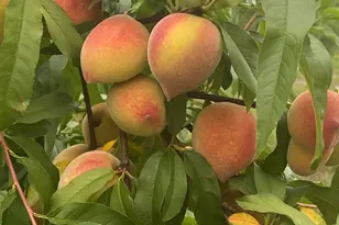 140 Elm Way, Panama City, FL 32404 - Photo 45