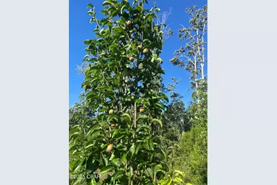 140 Elm Way, Panama City, FL 32404 - Photo 49