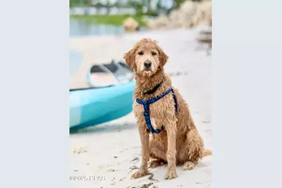 9106 W Highway 98, Port Saint Joe, FL 32456 - Photo 55