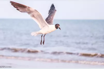 135 Hemmingway Circle, Port Saint Joe, FL 32456 - Photo 15