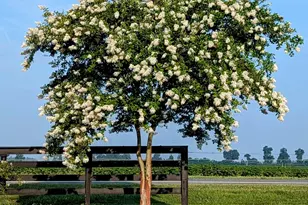 5223 Palamino Ln, Greenwood, FL 32443 - Photo 13