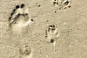 205 Windmark Way, Port Saint Joe, FL 32456 - Photo 17